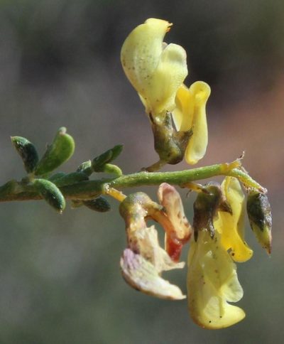 Wiborgia incurvata, photographed by Tony Rebelo