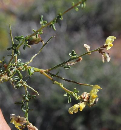 Wiborgia incurvata, photographed by Tony Rebelo