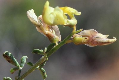 Wiborgia incurvata, photographed by Tony Rebelo
