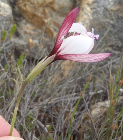 Geissorhiza fourcadei, photographed by Nicola van Berkel