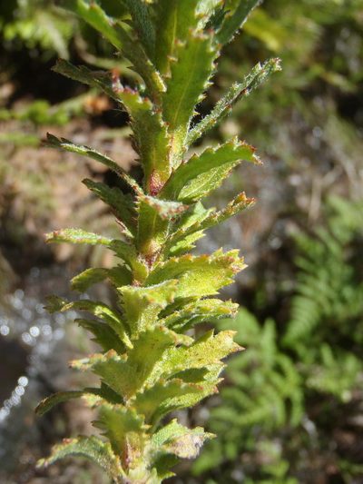 Ursinia serrata, photographed by Nicola van Berkel
