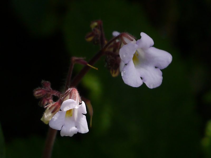 Henckelia meeboldii, photographed by Dinesh Valke