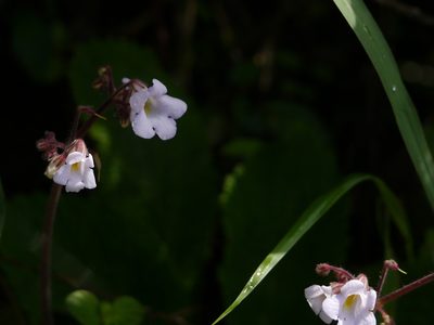 Henckelia meeboldii, photographed by Dinesh Valke