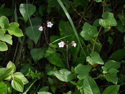 Henckelia meeboldii, photographed by Dinesh Valke
