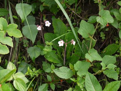 Henckelia meeboldii, photographed by Dinesh Valke