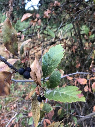 Crataegus rivularis, photographed by Jared Shorma