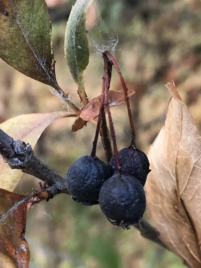 Crataegus rivularis, photographed by Jared Shorma