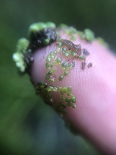Wolffia brasiliensis, photographed by Jared Shorma