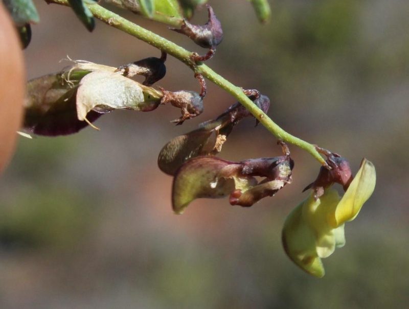 Wiborgia incurvata, photographed by Tony Rebelo