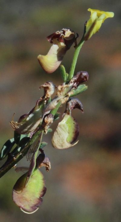 Wiborgia incurvata, photographed by Tony Rebelo
