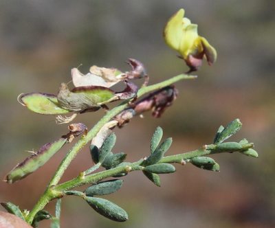 Wiborgia incurvata, photographed by Tony Rebelo