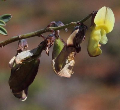 Wiborgia incurvata, photographed by Tony Rebelo