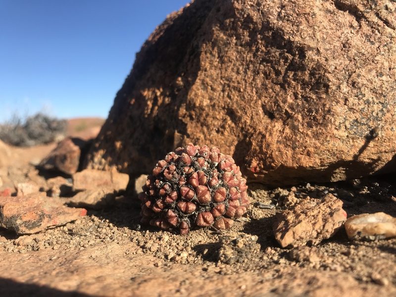 Conophytum khamiesbergense, photographed by Sam McCarren