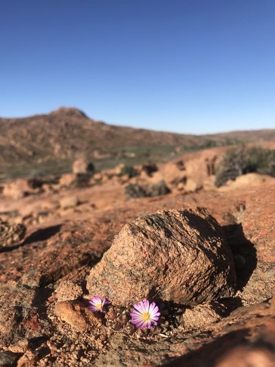 Conophytum khamiesbergense, photographed by Sam McCarren