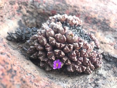 Conophytum khamiesbergense, photographed by Sam McCarren