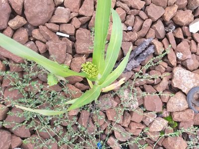 Panicum miliaceum, photographed by Dmitriy Bochkov