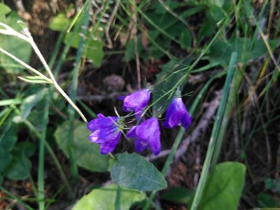 Campanula rhomboidalis, photographed by Yves Bas