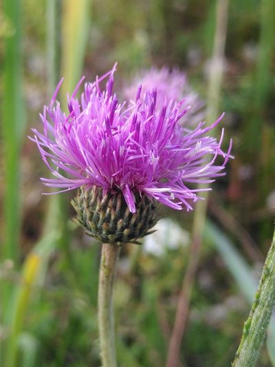 Cirsium tuberosum, photographed by Yves Bas