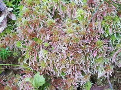 Sphagnum quinquefarium, photographed by Manuel R Popp