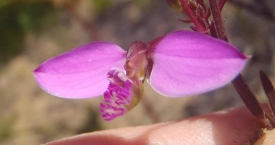 Polygala triquetra, photographed by Nicola van Berkel