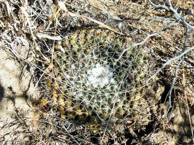 Mammillaria wagneriana, photographed by amantedarmanin