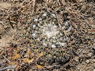 Mammillaria wagneriana, photographed by amantedarmanin