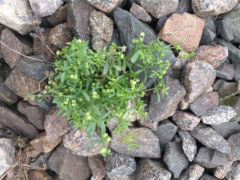 Galium tricornutum, photographed by Dmitriy Bochkov