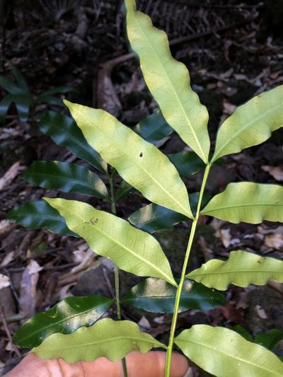 Owenia cepiodora, photographed by Samuel Frankel