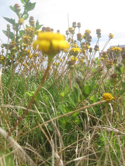 Senecio pillansii, photographed by Caroline Voget