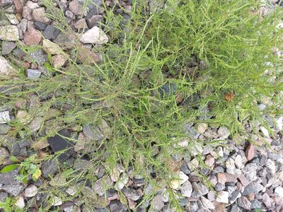 Salsola collina, photographed by Dmitriy Bochkov