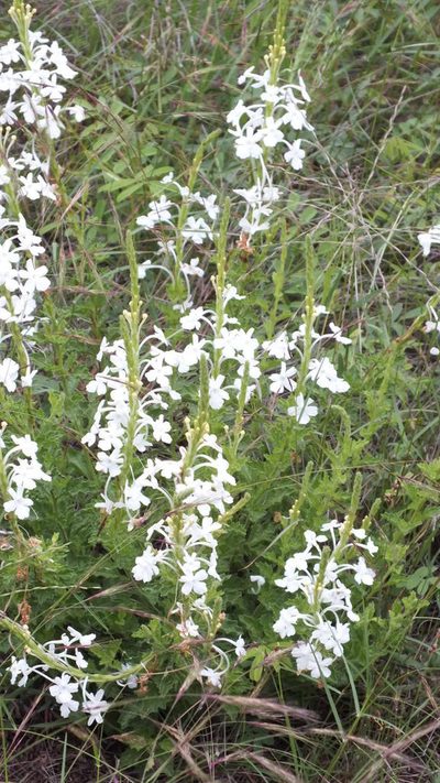 Chascanum hederaceum, photographed by Andrew Deacon