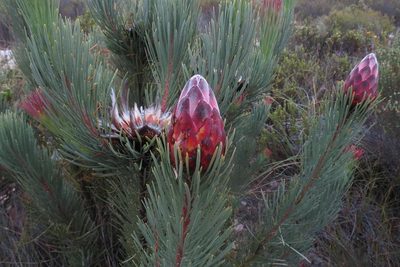 Protea aristata, photographed by Brian du Preez