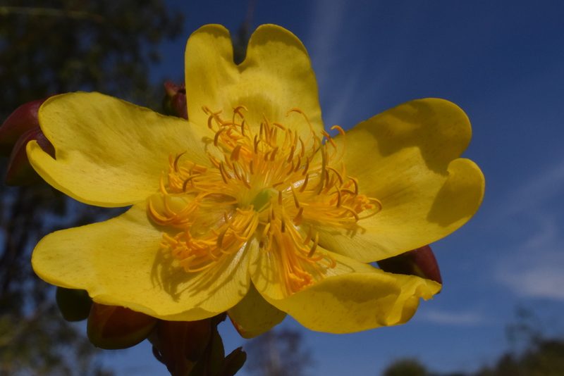 Cochlospermum regium, photographed by Mario Barroso