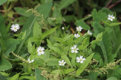 Stellaria radians, photographed by Nina Filippova