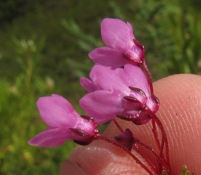 Erica tetrathecoides, photographed by Brian du Preez