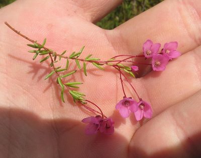 Erica tetrathecoides, photographed by Brian du Preez