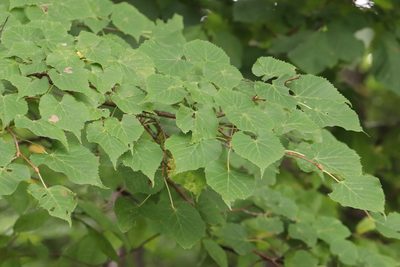 Tilia amurensis, photographed by Nina Filippova