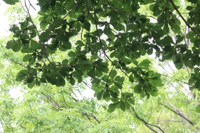 Quercus mongolica, photographed by Nina Filippova