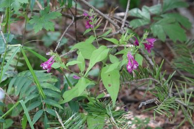 Melampyrum roseum, photographed by Nina Filippova