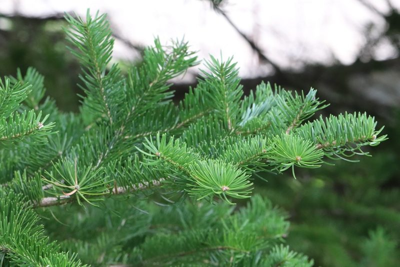 Abies holophylla, photographed by Nina Filippova