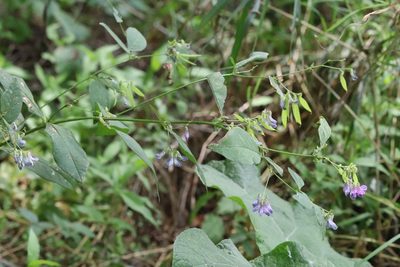 Vicia unijuga, photographed by Nina Filippova