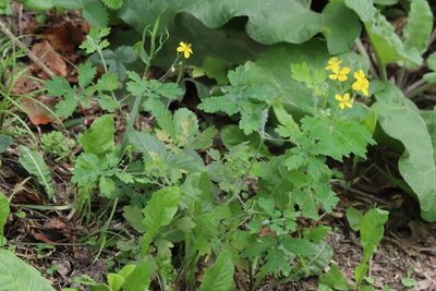 Chelidonium asiaticum, photographed by Nina Filippova