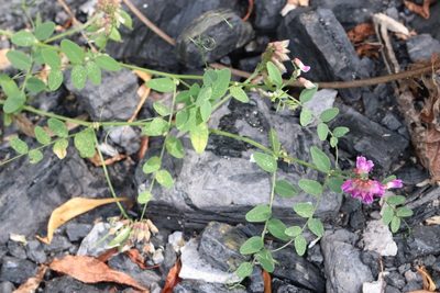 Vicia amurensis, photographed by Nina Filippova