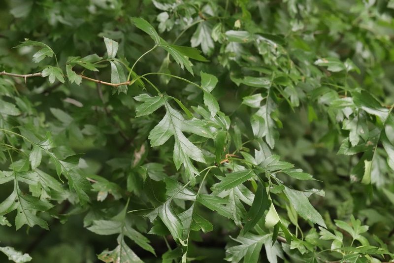 Crataegus pinnatifida, photographed by Nina Filippova