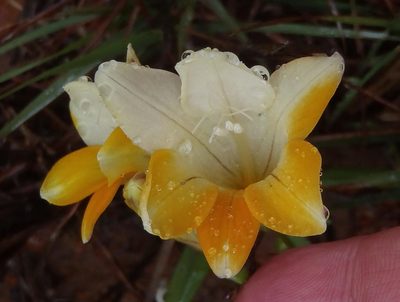 Freesia caryophyllacea, photographed by Nicola van Berkel