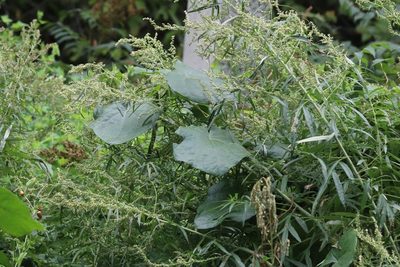 Menispermum dauricum, photographed by Nina Filippova