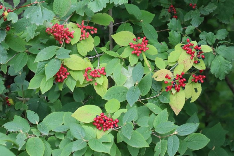 Viburnum burejaeticum, photographed by Nina Filippova