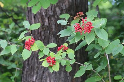Viburnum burejaeticum, photographed by Nina Filippova
