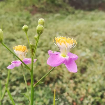 Cleome chelidonii, photographed by Paulmathi Vinod