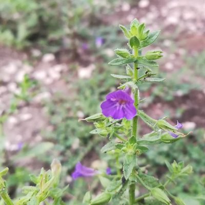 Stemodia viscosa, photographed by Paulmathi Vinod